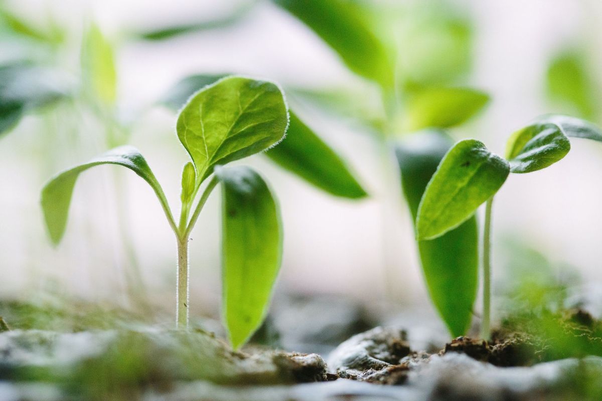 IEGUS Institut startet mit neuer Homepage: Mehrere hellgrüne junge Pflanzen die aus der Erde wachsen vor verschwommenem Hintergrund.